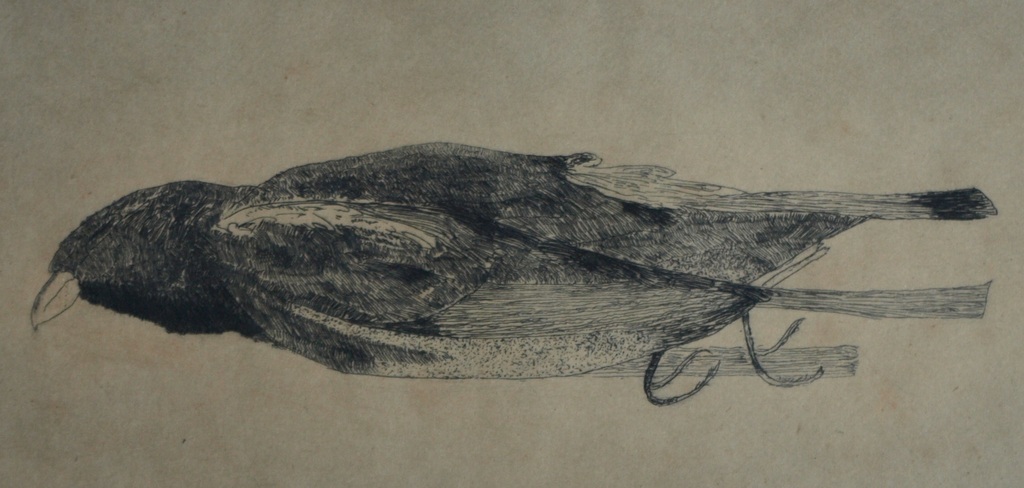 Johann Wilhelm Henke : Ets , Dood vogeltje – Gesigneerd – ca 1930 kopen? Bied vanaf 1!