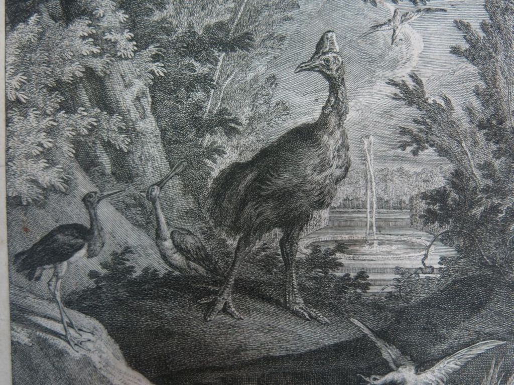 Johann Elias Ridinger: Ets, Zwaan kopen? Bied vanaf 35!