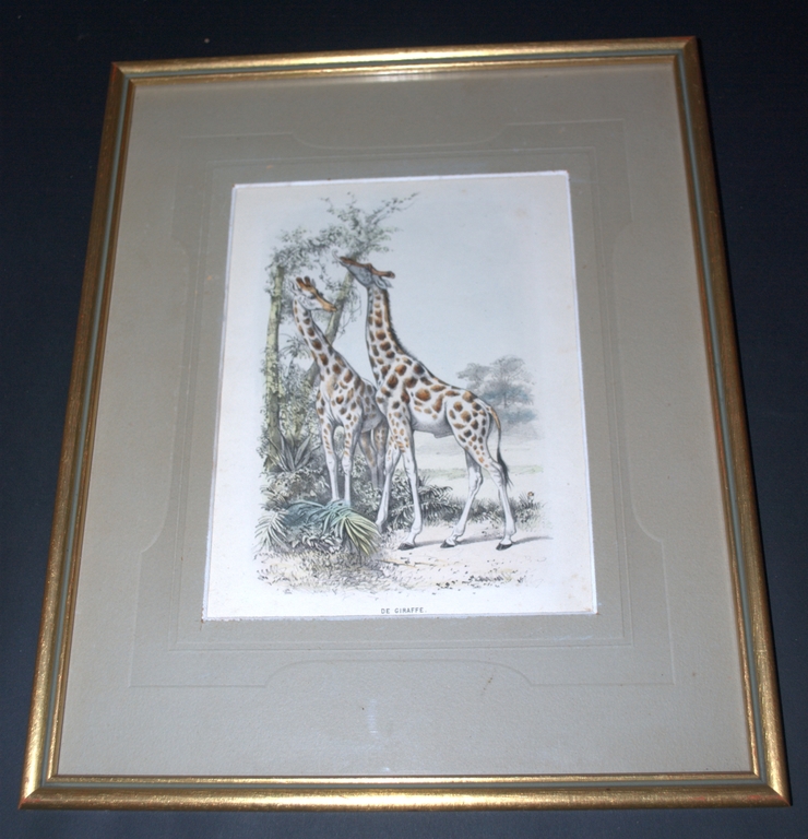 Giraffes - handgekleurde litho - rond 1865 - mooi ingelijst kopen? Bied vanaf 18!