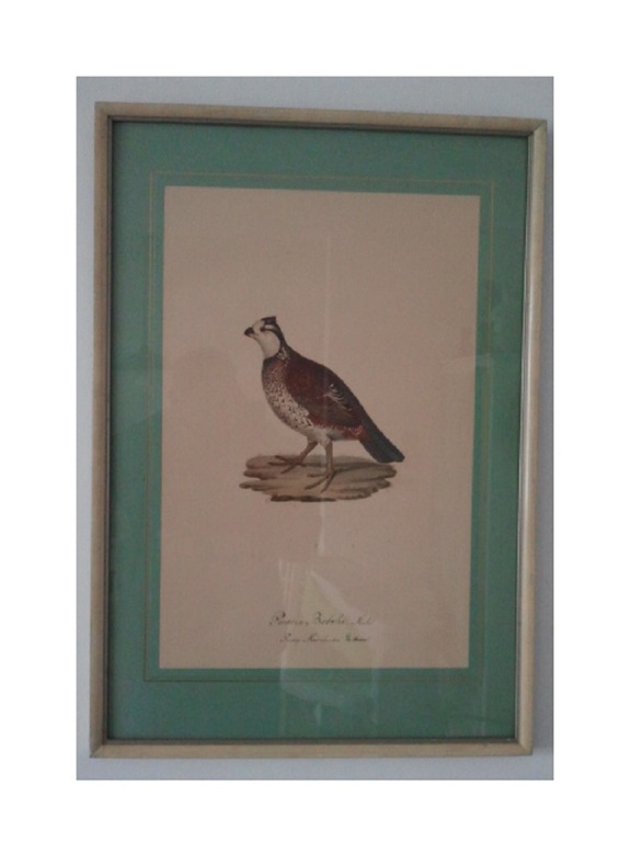 Een vogelprent. ca. 1920  kopen? Bied vanaf 1!