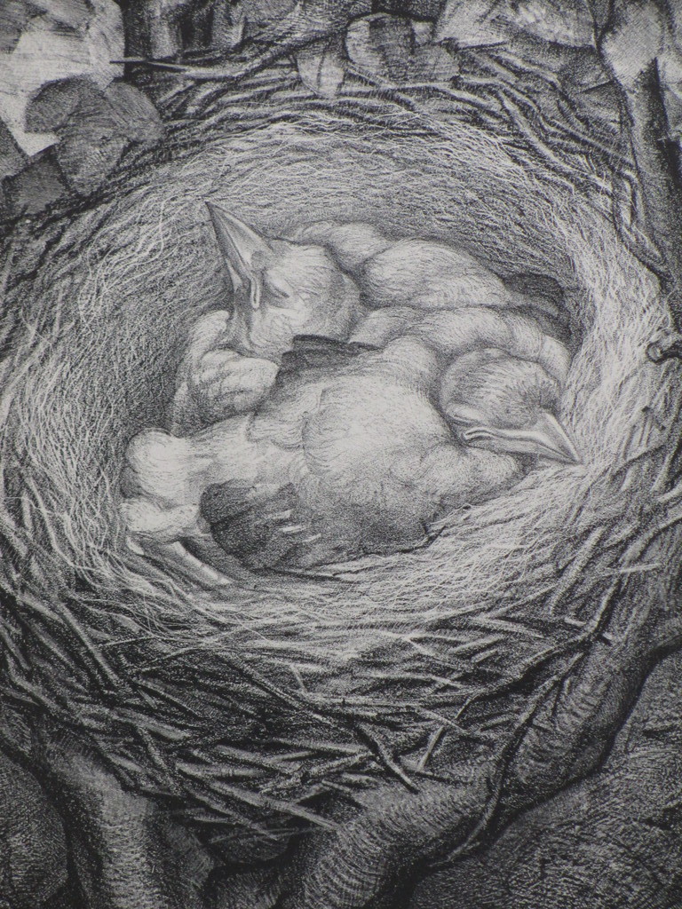 Aart van Dobbenburgh, Vogelnest, Litho 1930 kopen? Bied vanaf 50!