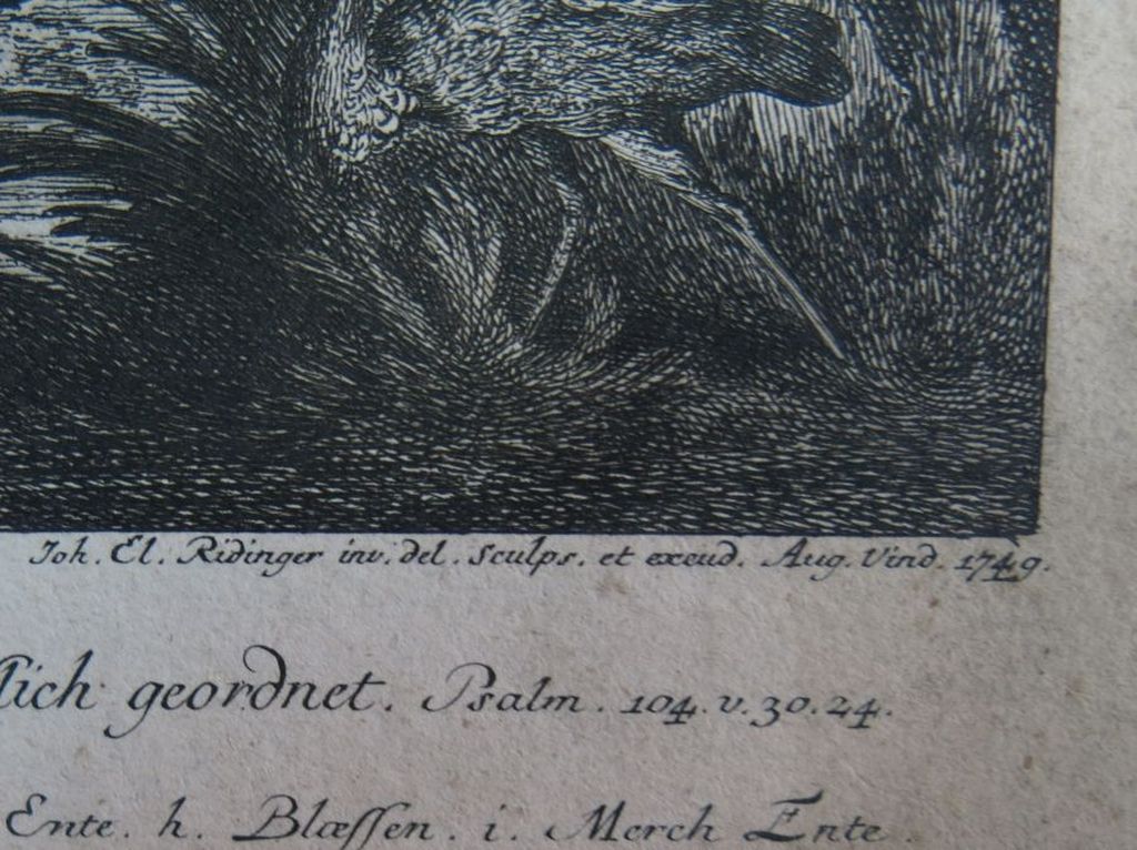 Johann Elias Ridinger: Ets, Zwaan kopen? Bied vanaf 35!