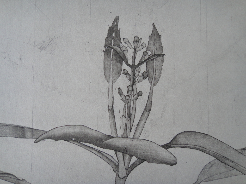 Jan Prins (1956) - (zeldzame) ets - tropische bloemen I kopen? Bied vanaf 1!