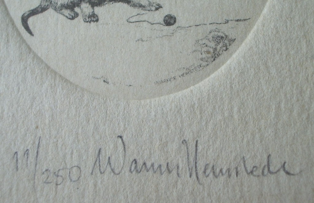 etsje poes en kitten kopen? Bied vanaf 17!