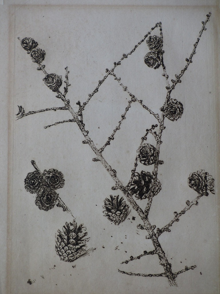 Andreas Schotel, Denneappels, Ets kopen? Bied vanaf 40!