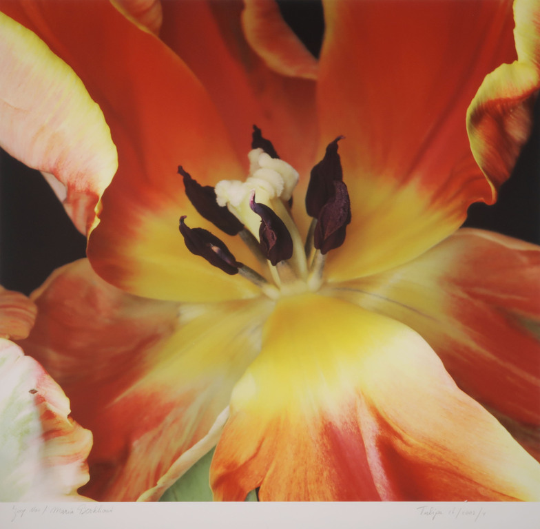 Joop Vos en Maria Berkhout: Giclee, Tulipa 16 (Groot) kopen? Bied vanaf 50!