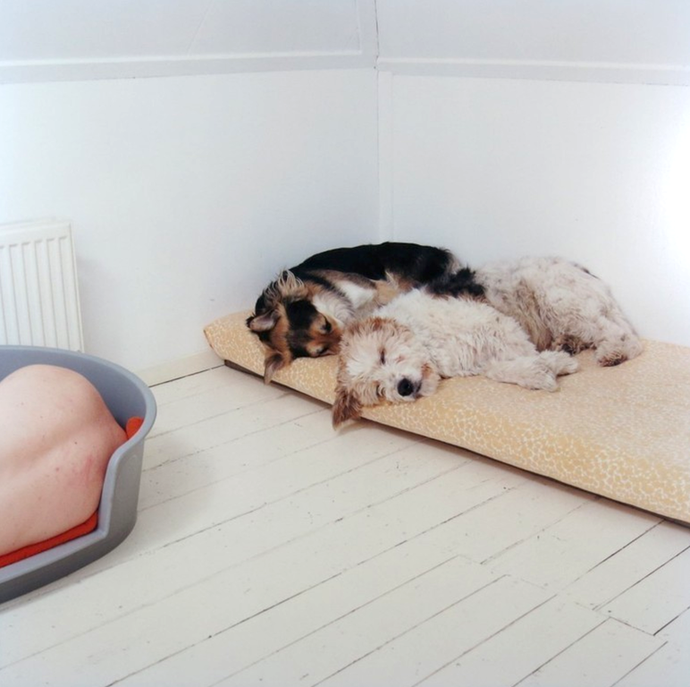 Maarten Wetsema - Foto - Zelfportret met Honden verkocht voor € 45!