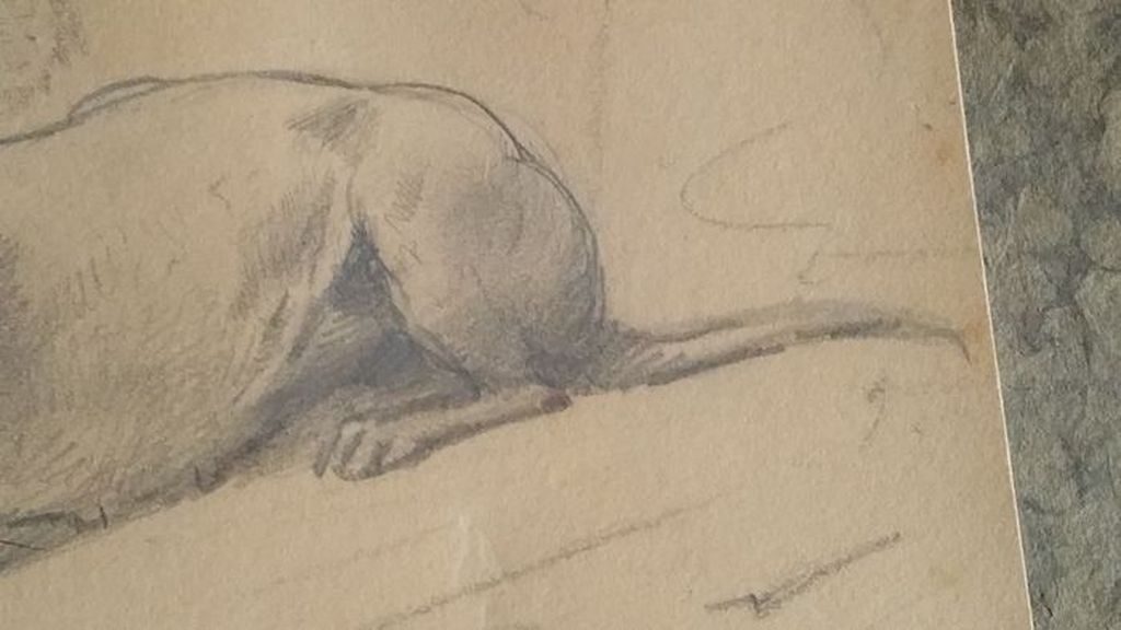 Deense Dog kopen? Bied vanaf 500!