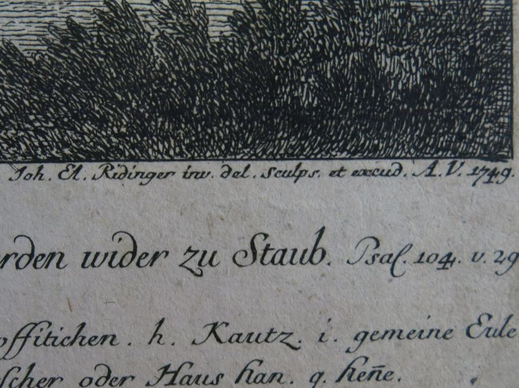 Johann Elias Ridinger: Ets, Pauw  kopen? Bied vanaf 35!