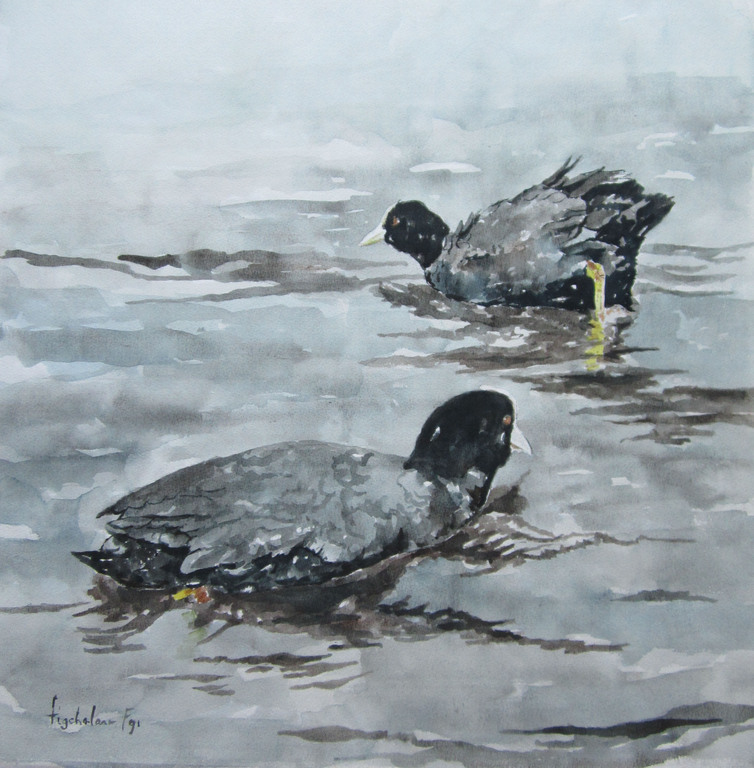 André Tigchelaar: Aquarel, meerkoeten kopen? Bied vanaf 1!