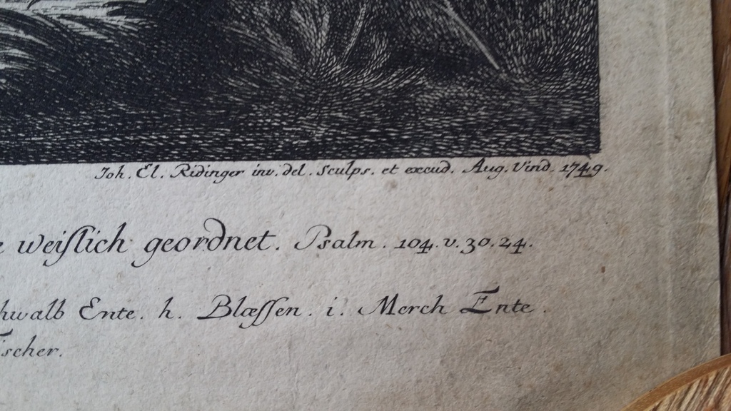 J.E. Ridinger, ets, vogels kopen? Bied vanaf 40!