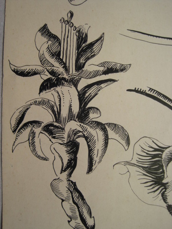 toegeschr. aan Jan Boon 1882-1975 "inkttekening van bloem"  kopen? Bied vanaf 1!