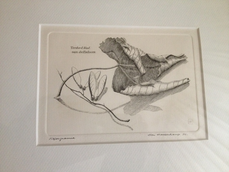 Onduidelijke gesign: Verdord blad van de Esdoorn, kopergravure, jaren ’70 [?] kopen? Bied vanaf 1!