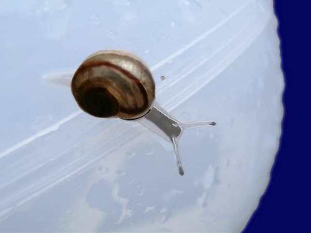 irene sminia - foto + winter op saturnus kopen? Bied vanaf 35!