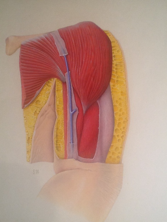 Vroeg werk van Ger Siks, anatomische tekening  van bovenarm S14 kopen? Bied vanaf 150!