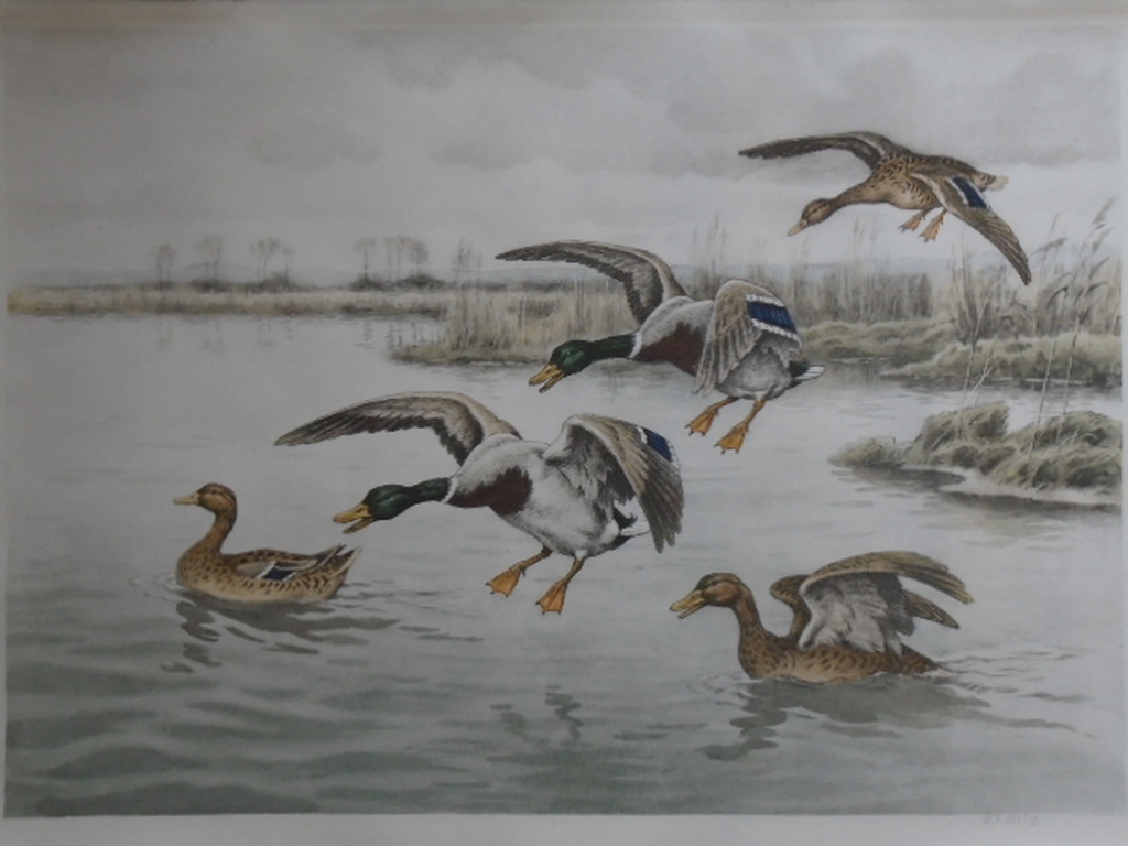 G.F. Rötig - kleurenets - Invallende eenden kopen? Bied vanaf 35!