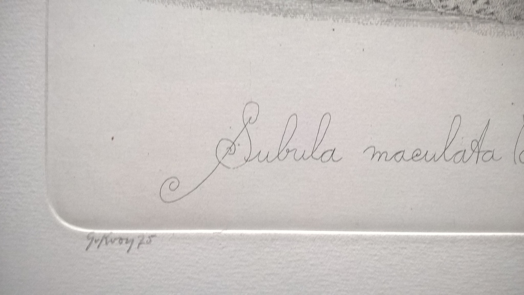 Gerard van Rooy – Subula maculata - gesigneerde ets  kopen? Bied vanaf 75!