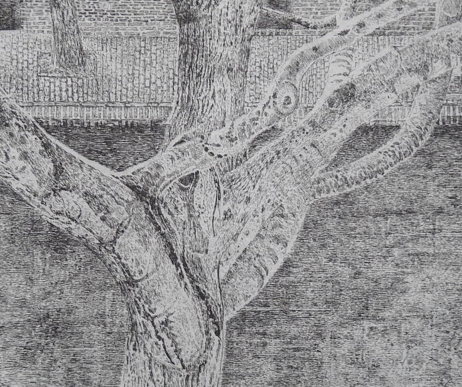 Charles Donker, Ets, Boom aan gracht  kopen? Bied vanaf 90!