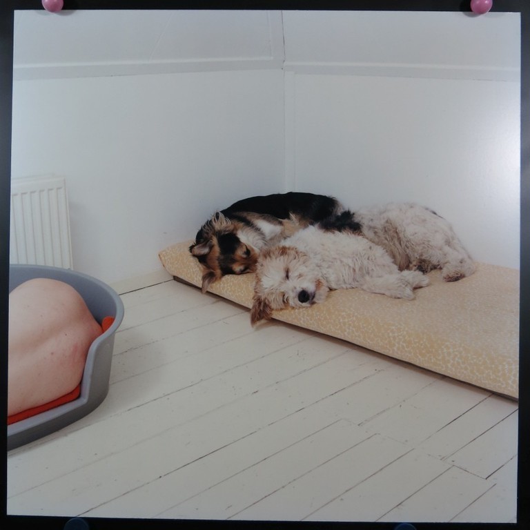 Maarten Wetsema: Foto, Zelfportret met Honden kopen? Bied vanaf 1!