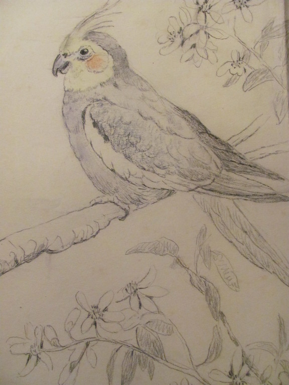 Marie Kelting (1886-1969) - gekleurde tekening van een valkparkiet kopen? Bied vanaf 10!