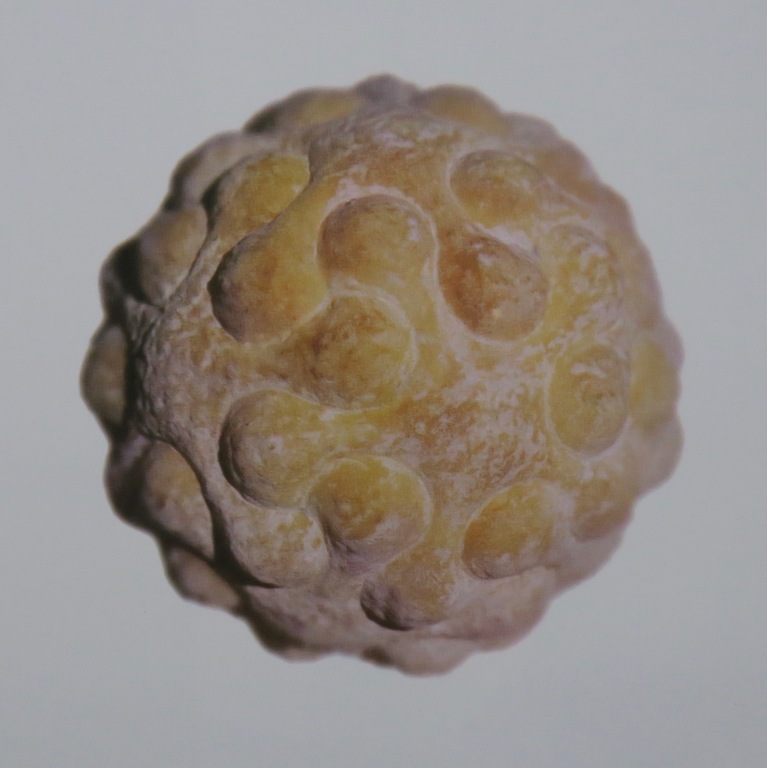 Coen Pausma: Zeefdruk, Zonder titel (brood) - Ingelijst kopen? Bied vanaf 20!