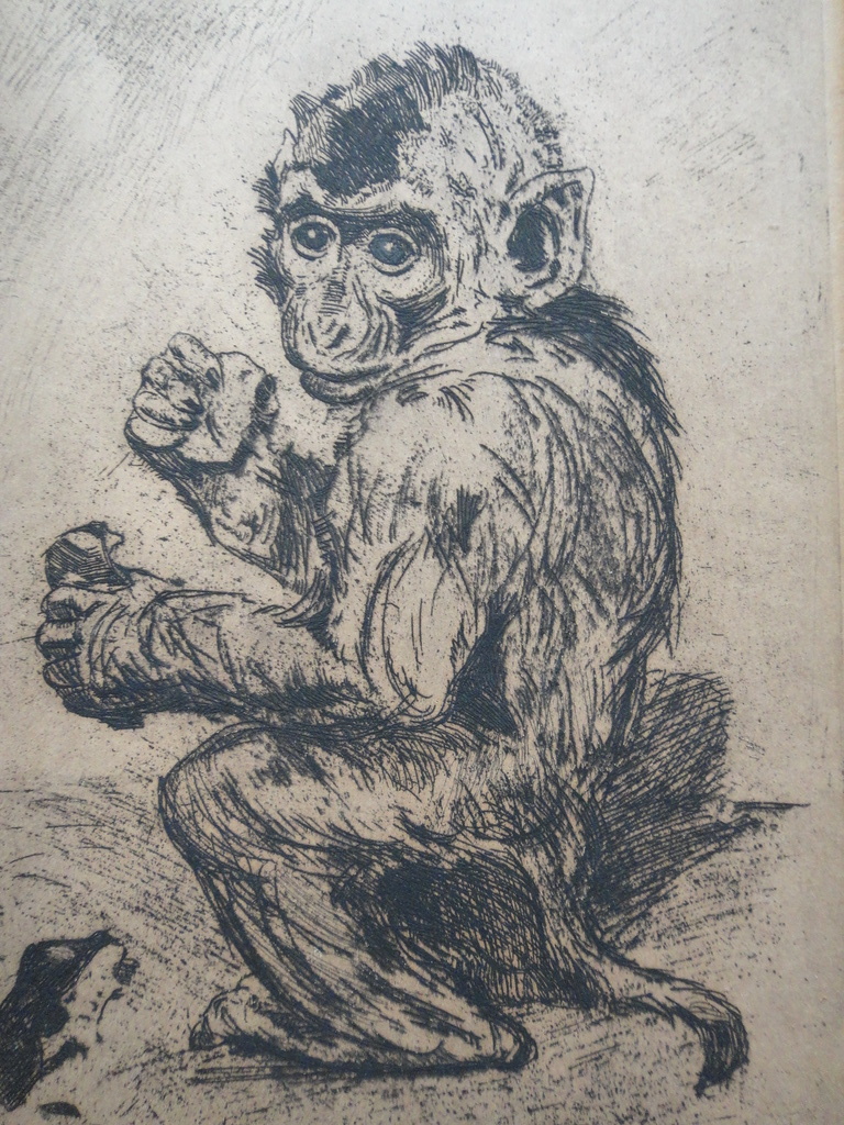 Cornelis Jan Mension, ets, aapje met kever verkocht voor € 50!