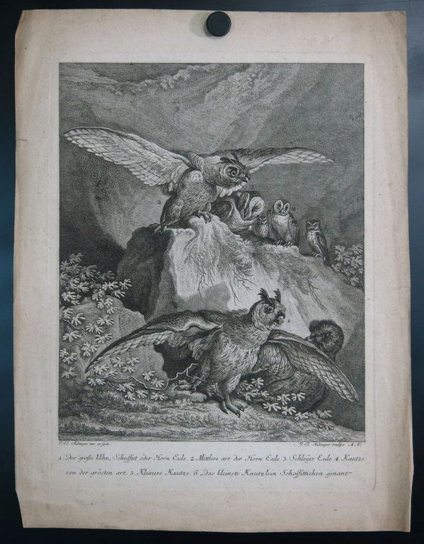 Johann Elias Ridinger: Ets, Uil II kopen? Bied vanaf 35!