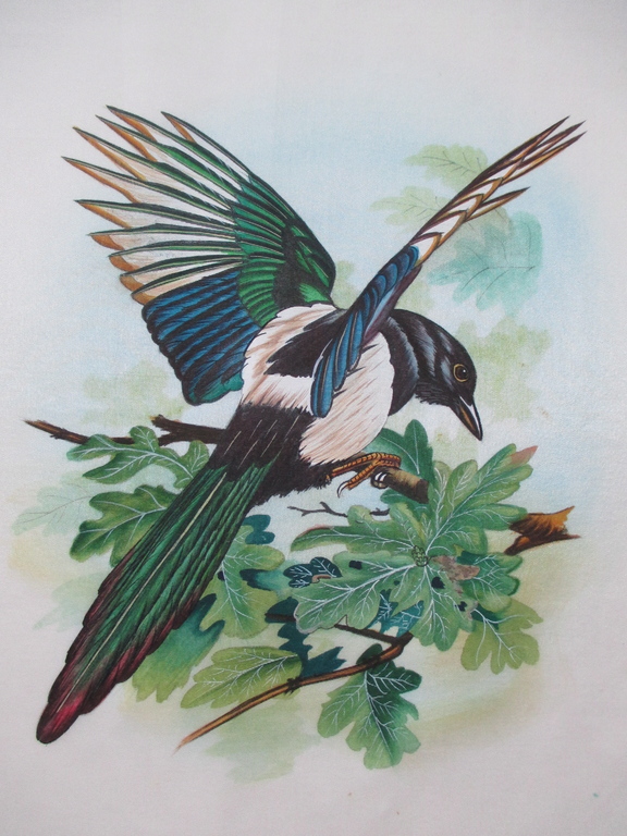 4x Handbeschilderde zijden doek; Vogels kopen? Bied vanaf 15!