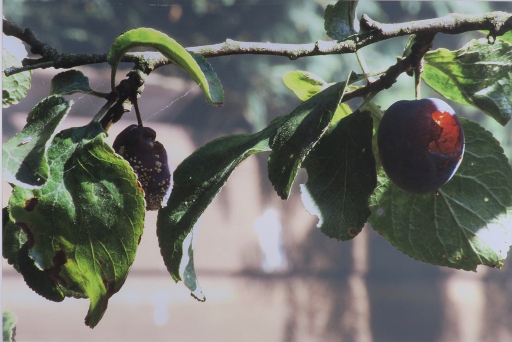 Robert Wevers: Giclee, Pruim - Ingelijst (Groot!) kopen? Bied vanaf 70!