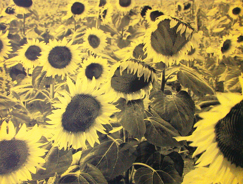 Hannah Collins, 'Sunflowers', originele zeefdruk, gesigneerd, ed. 50 kopen? Bied vanaf 90!