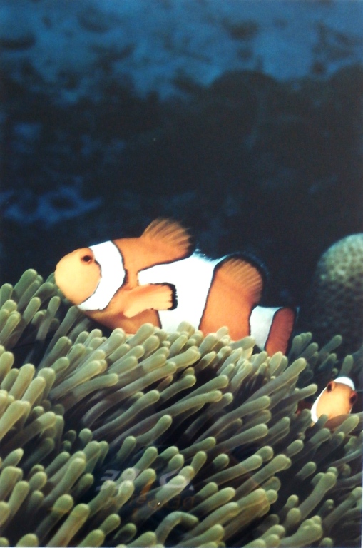 Peter Verhoog, ingelijste foto: Clownsvisje, Similan eilanden, Thailand kopen? Bied vanaf 1!