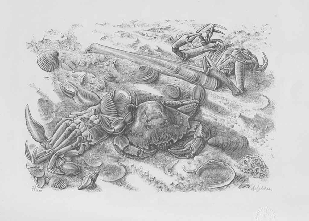 Dirk van Gelder: Schelpen, houtgravure, 1951 verkocht voor € 50!