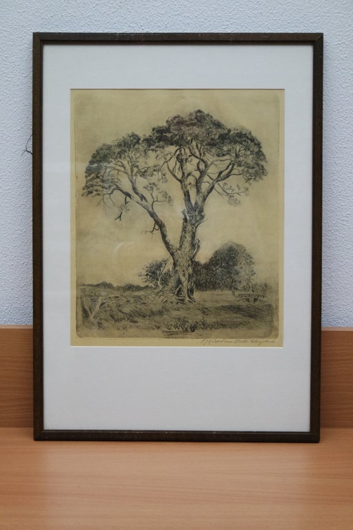 Cool - van Oosten Slingeland , C.J.G. (1887-1975) - ets - boomgezicht verkocht voor € 35!