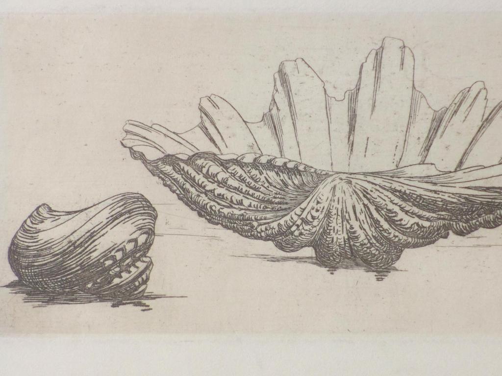 Maurts van der Valk, Schelpen, Ets kopen? Bied vanaf 45!