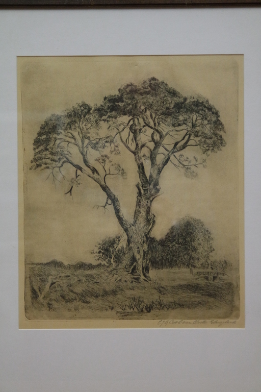 Cool - van Oosten Slingeland , C.J.G. (1887-1975) - ets - boomgezicht kopen? Bied vanaf 35!