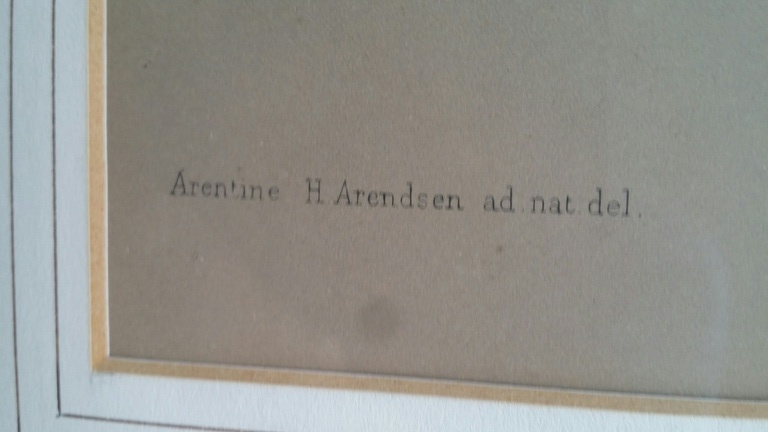Arentina Arendsen, Kleurenlitho, Lelies / Lilium kopen? Bied vanaf 1!