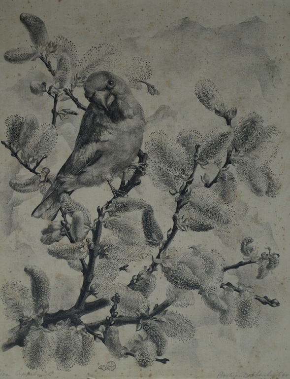 Aart van Dobbenburgh : Litho , Appelvink – Gesigneerd – 1945 – oplage 30 kopen? Bied vanaf 1!