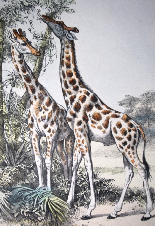 Giraffes - handgekleurde litho - rond 1865 - mooi ingelijst kopen? Bied vanaf 18!