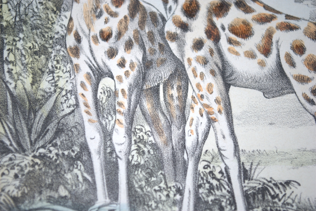 Giraffes - handgekleurde litho - rond 1865 - mooi ingelijst kopen? Bied vanaf 18!