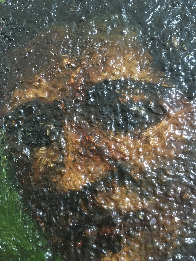 Onbekende Kunstenaar -  portret olieverf op doek (& landschap op paneel) kopen? Bied vanaf 1!