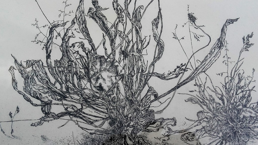 Simon Koene - Ets - Smalle Weegbree - Gesigneerd 1974 verkocht voor € 45!