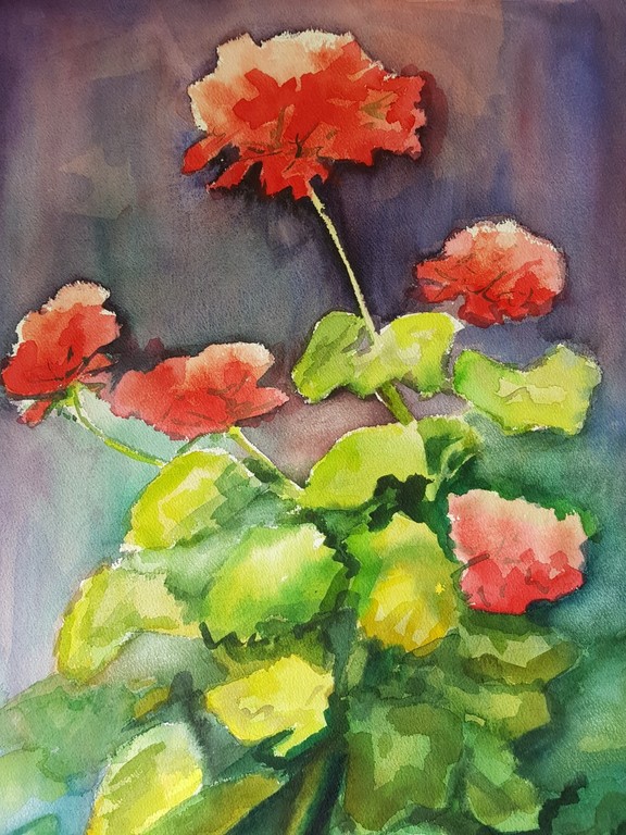 Rob Hessels - Geraniums kopen? Bied vanaf 1!