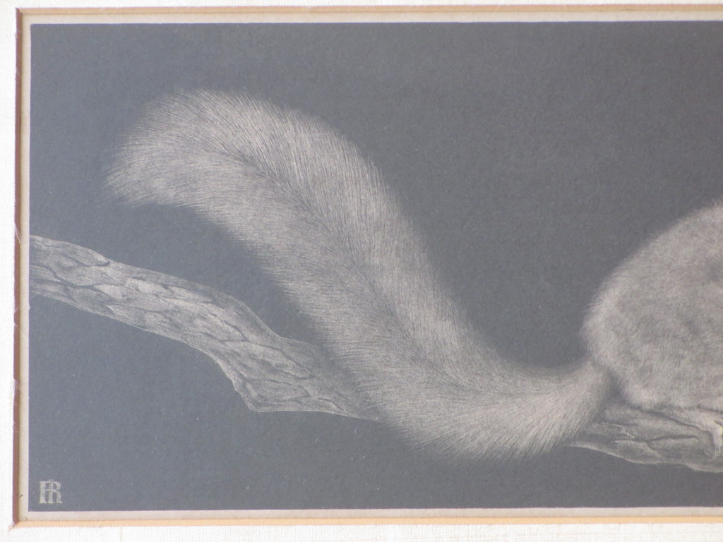 Ina Rahusen, Eekhoorn, Litho kopen? Bied vanaf 45!