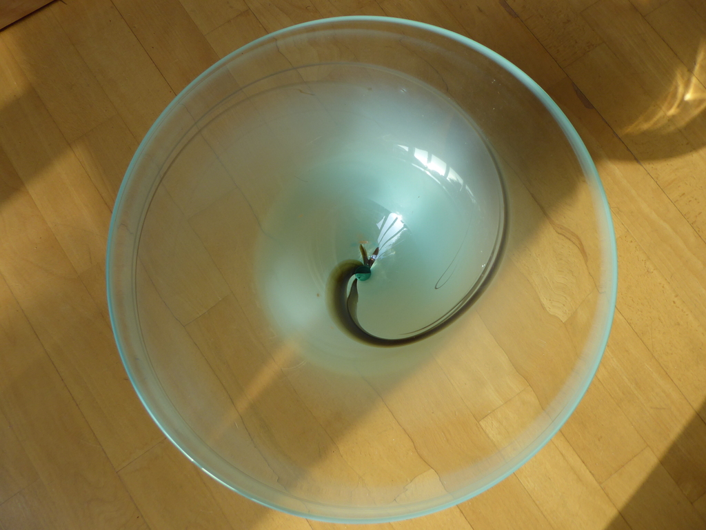 Cloudio Cardinale, grote schaal op voet kopen? Bied vanaf 17!