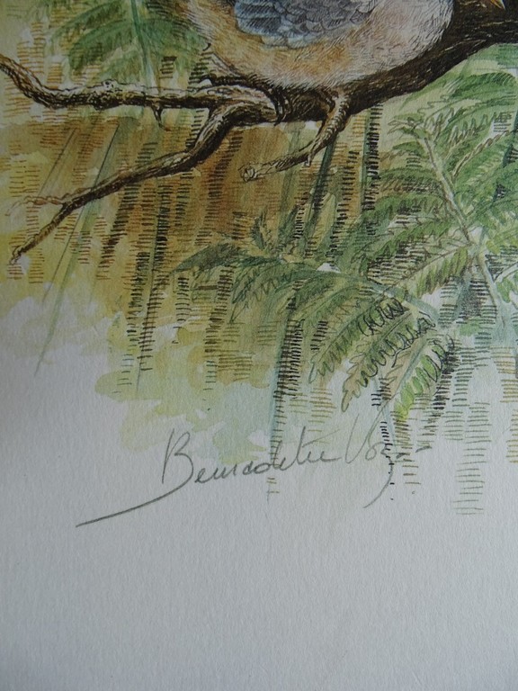 Bernadette Vos, kleurenlitho, Houtduiven kopen? Bied vanaf 1!