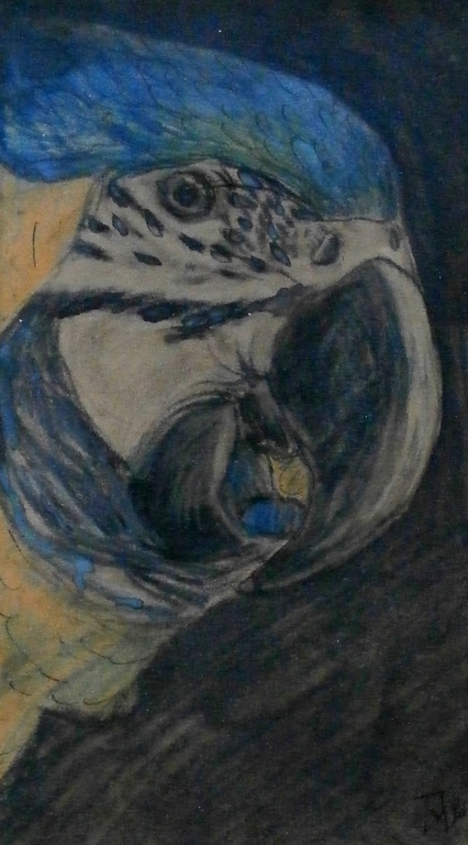 Theo van Hoytema - ingelijste tekening: Papegaai: Ara verkocht voor € 325!