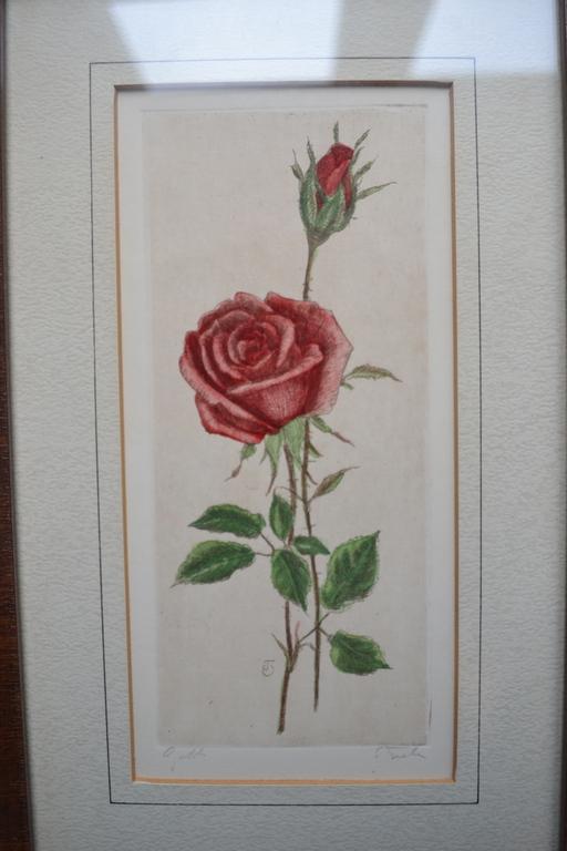 Ingekleurde ets van een roos, gesigneerd. kopen? Bied vanaf 1!