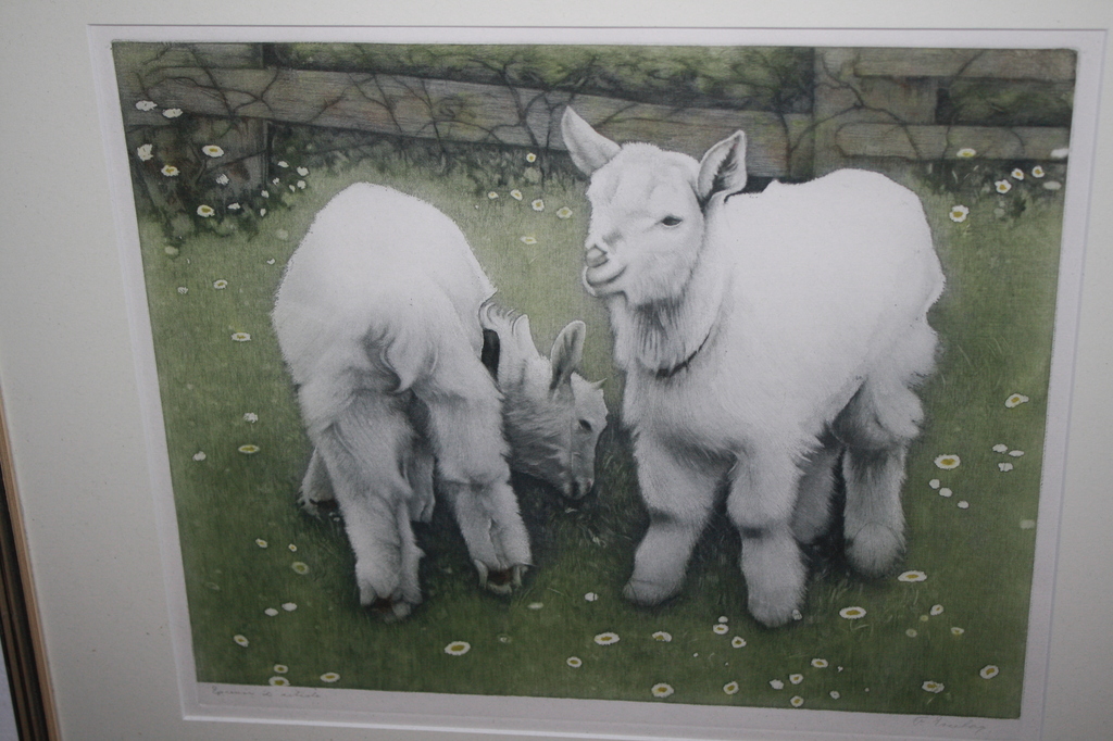 GEITJES van FRANS EVERBAG - KLEUREN ETS kopen? Bied vanaf 149!