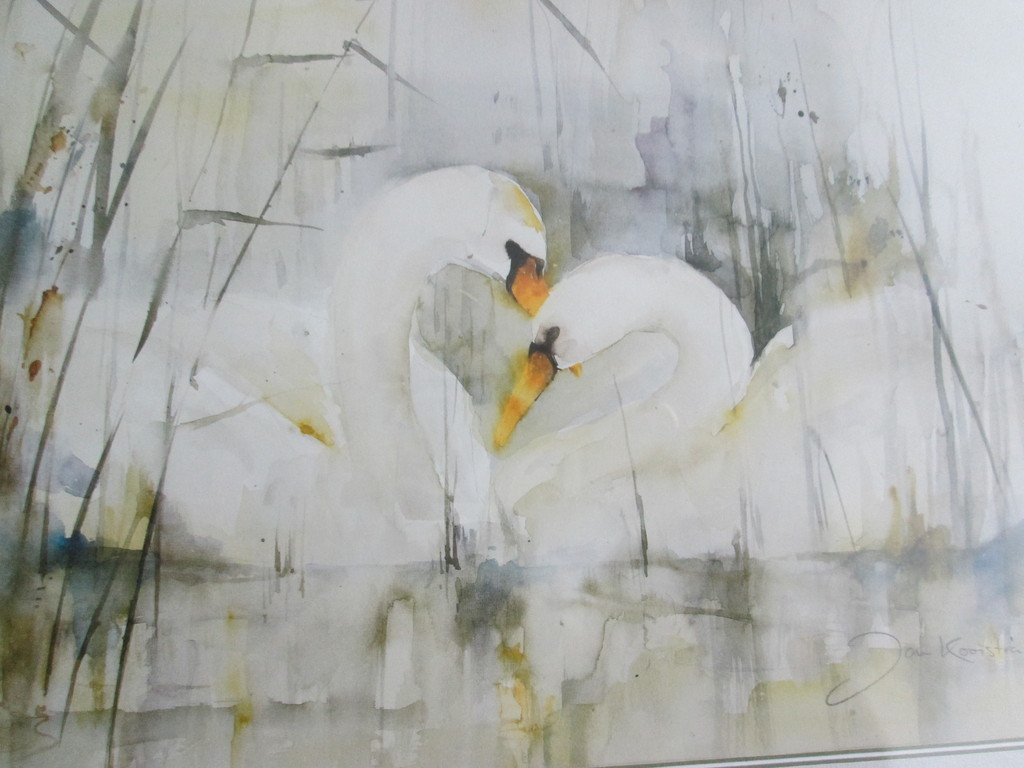 zwanen kopen? Bied vanaf 1!