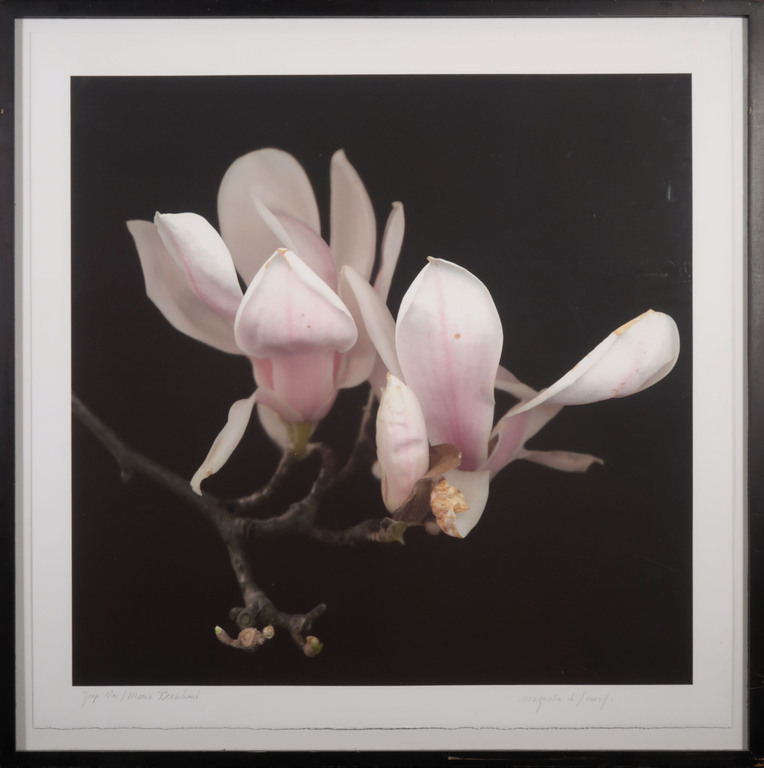 Joop Vos en Maria Berkhout: Giclee, Magnolia - Ingelijst (Groot) kopen? Bied vanaf 80!